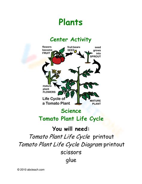 Life Cycle Of A Tomato Plant Worksheet - Worksheets Printable Free