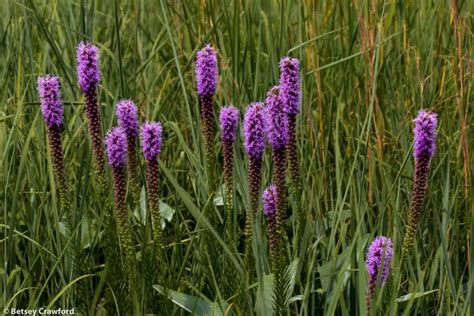 Saved by stone: the tallgrass prairie of the Flint Hills