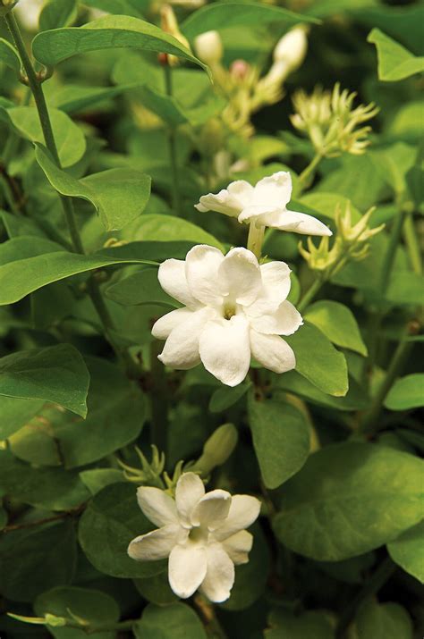 The Best Soil For Jasmine Plants – SC Garden Guru