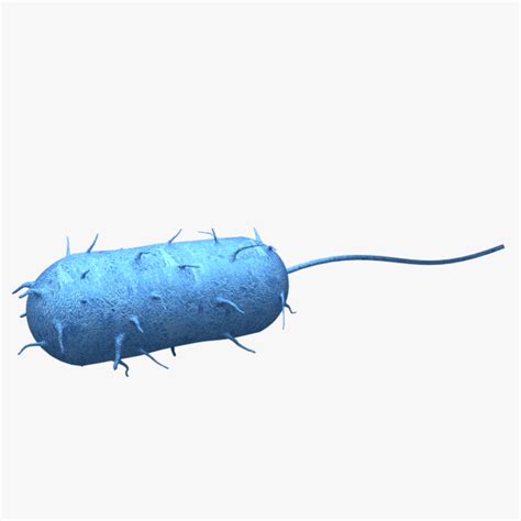 Bacteria 3D Model - 3DHunt.co