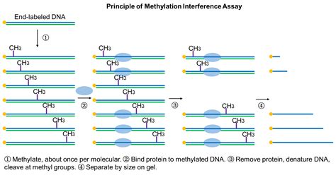 Methylation Interference Assay - Creative BioMart