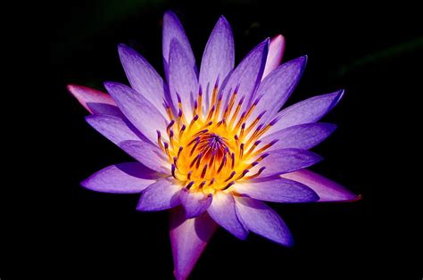 Purple Lotus, pond, waterlily, water, blossom, petals, HD wallpaper | Peakpx
