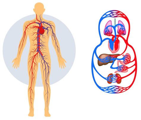 Sistema Circulatorio Cuerpo Humano Anatomia Sistema Circulatorio ...