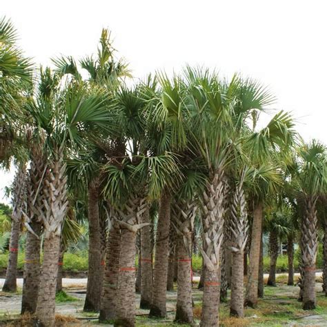 Sabal Palm | Sabal Palmetto | Palmco - Wholesale Palms, Florida