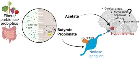 Frontiers | Short chain fatty acids: the messengers from down below