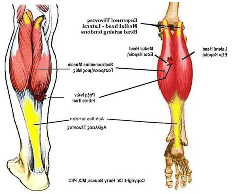 Gastrocnemius Anatomy