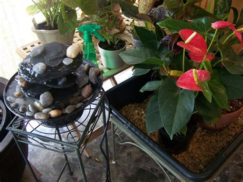 adding humidity to indoor plants in Adding Humidity for Indoor Plants - Garden.org