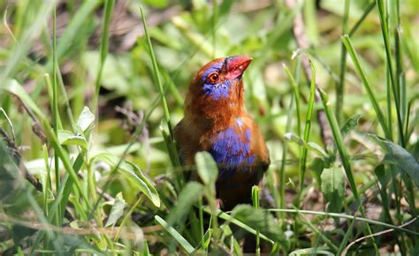 Purple Grenadier (Uraeginthus ianthinogaster) | Dominic Sherony | Flickr