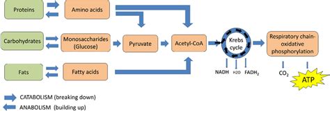 Atp Synthesis Diagram