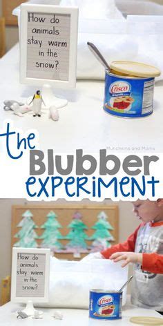 10 Blubber Experiment ideas | arctic animals preschool, arctic animals, experiments