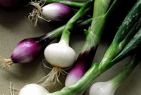 How to grow Spring Onions | Growing Spring Onions in a pots - Naturebring