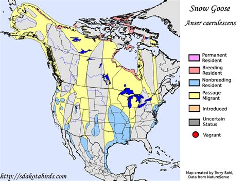 Snow Goose - Species Range Map