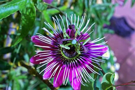 Passion Flower Care Guide: How To Grow Passion Flowers | DIY Garden