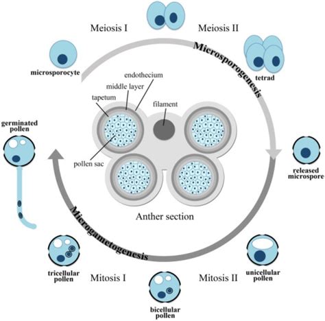 Scheme of microsporogenesis and microgametogenesis. | Open-i