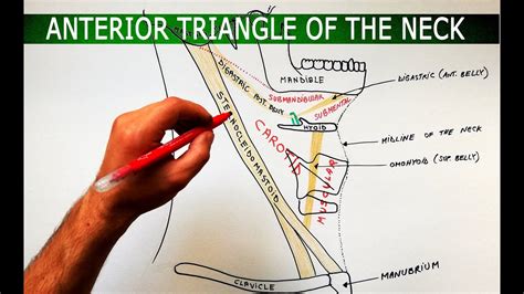 Anterior Triangle Of Neck Anatomy