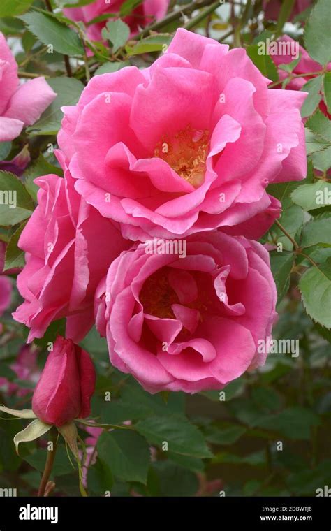 Hybrid rose (Rosa Stock Photo - Alamy