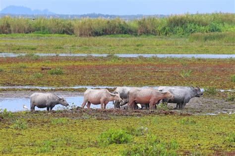 Premium Photo | Water buffalo lives in a swamp, nature background.