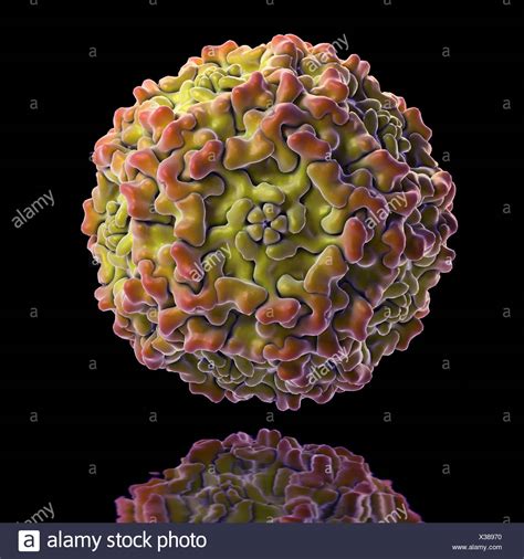 Parvovirus B19 Stock Photos & Parvovirus B19 Stock Images - Alamy