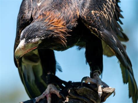 Wedge-Tailed Eagle: The Sky's the Limit - Travel Spiced Life