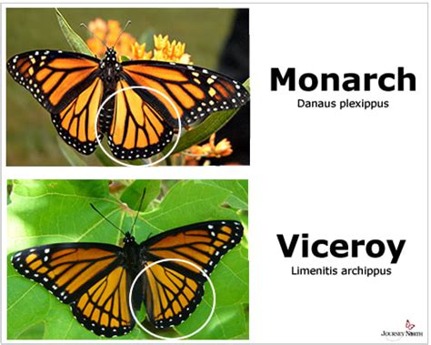 10 Fascinating Facts about Monarch Butterflies - Save Our Monarchs