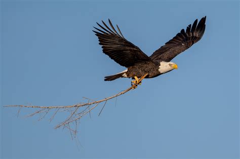 Eagle Nest Building | Backcountry Gallery Photography Forums