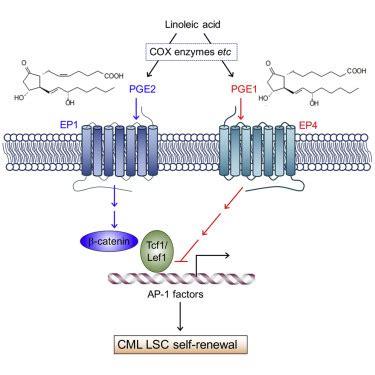 Prostaglandin E1 and Its Analog Misoprostol Inhibit Human CML Stem Cell Self-Renewal via EP4 ...