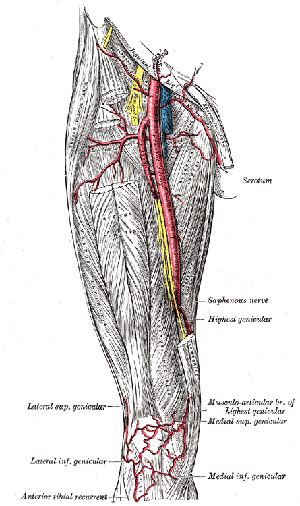 What is Femoral Artery? - http://femoralveins.com/what-is-femoral ...