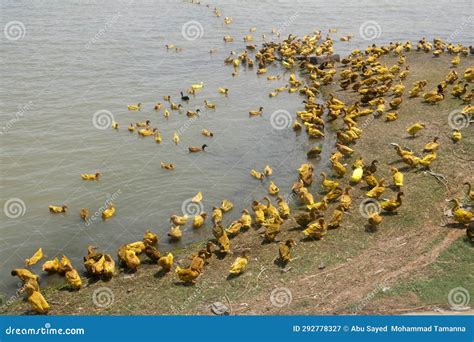 A Flock of Beautiful Colored Ducks is Looking for Food in the Water ...