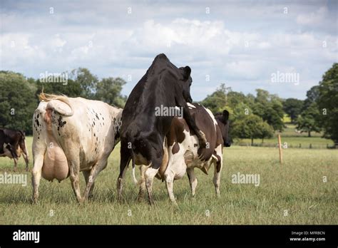 cow riding on another cow in field Stock Photo - Alamy