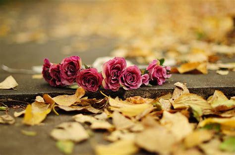 Fall Flowers, flower autumn HD wallpaper | Pxfuel