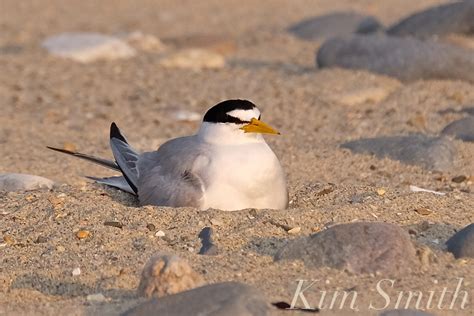 Least Tern Nesting July 4, 2018 Winthrop Beach MA copyright Kim Smith | Kim Smith Films