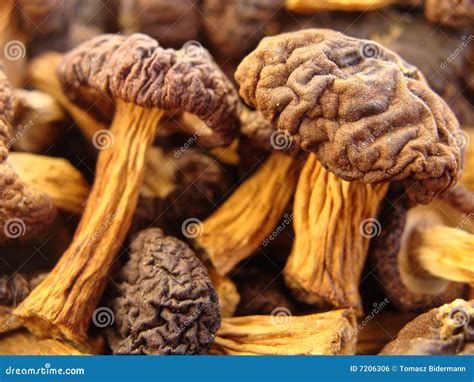 Dried mushrooms stock photo. Image of vegetable, edible - 7206306