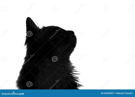 Silhouette of fluffy cat stock image. Image of portrait - 63056859