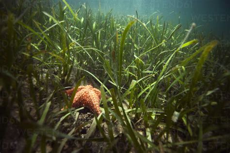 Orange starfish on surface in sea stock photo