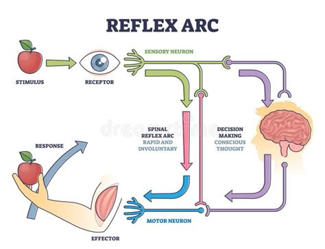 Reflex ARC Sensory Neuron Pathway from Stimulus To Response Outline ...