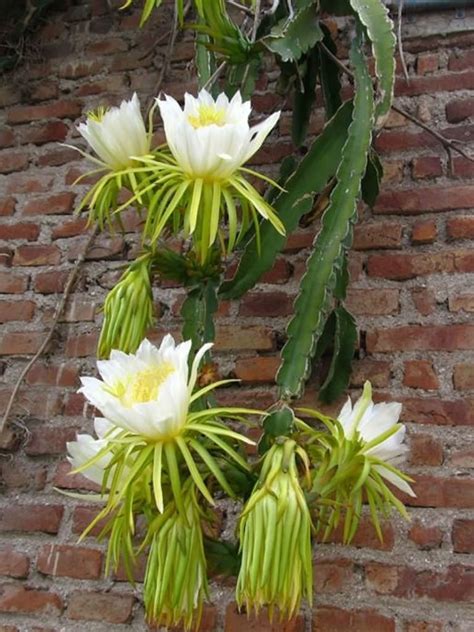 Hylocereus undatus (Dragon Fruit) | World of Succulents