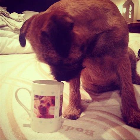 PhotoBox UK on Instagram: “Don't worry, Buster - it won't bite! Thanks ...