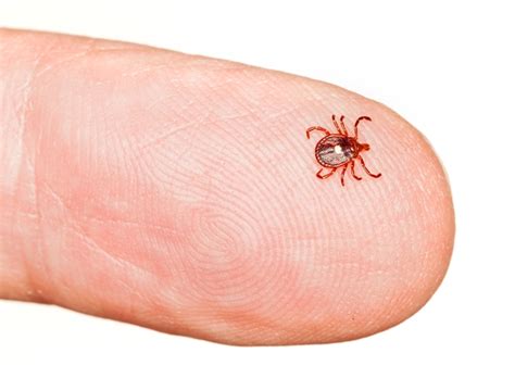 How to Get Rid of Ticks in the House (Any Why You Need to Do it Quick)