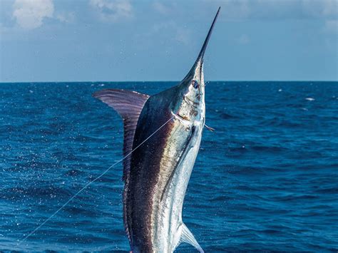 The History and Evolution of Texas Marlin Fishing | Marlin