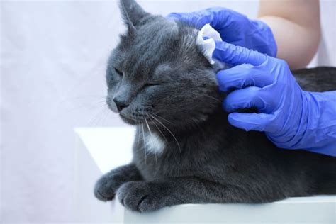 Ear Mites in Cats: Causes, Treatment & Prevention, Baton Rouge Vets