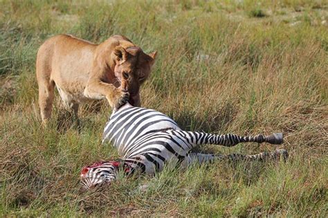 Kenya wildlife expedition | Gonativeadventuretoursllc.com