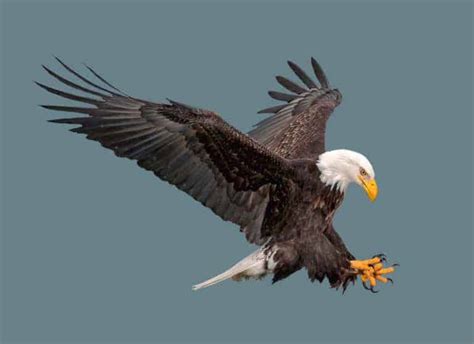 9 Spiritual Meanings When You See an Eagle