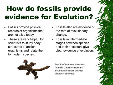 Fossil Record Evidence For Evolution