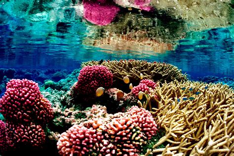 As Oceans Warm, Tropical Corals Seek Refuge in Cooler Waters - Yale E360