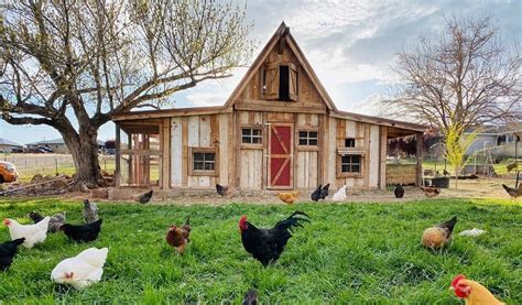 Walk-in Chicken Coops: 3 Top-rated Coop Kits and Plans For Easy Access