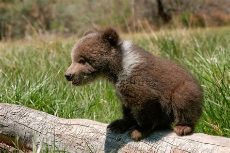 Grizzly Bear Cub Sitting on the Log Stock Image - Image of head ...