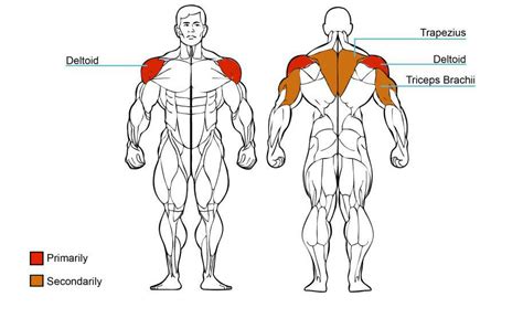 Seated Shoulder Press Muscles Worked | Awesome Home