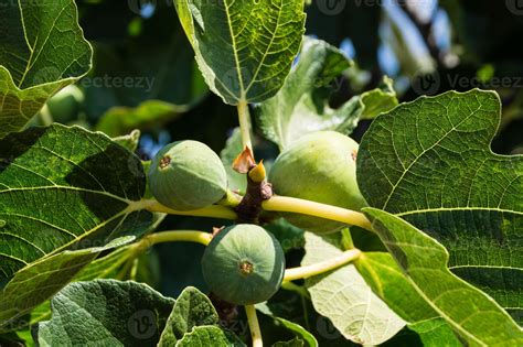 Fig tree with fruits 3077710 Stock Photo at Vecteezy