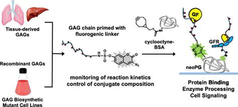 Biologically Derived Neoproteoglycans for Profiling Protein–Glycosaminoglycan Interactions | ACS ...