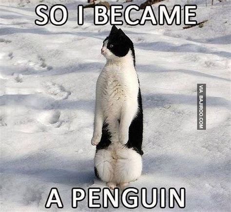 24 Memes That Prove Penguins Are The Funniest Animals On Earth | Cuteness